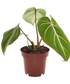 Philodendron Selloum Atom - Ø12Cm - ↕25Cm