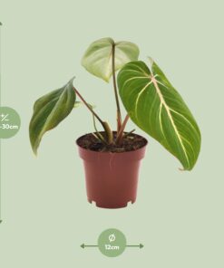 Philodendron Selloum Atom - Ø12Cm - ↕25Cm - Afbeelding 2