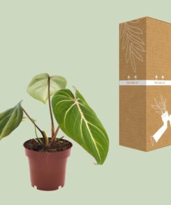 Philodendron Selloum Atom - Ø12Cm - ↕25Cm - Afbeelding 3