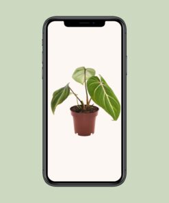 Philodendron Selloum Atom - Ø12Cm - ↕25Cm - Afbeelding 4