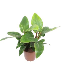 Philodendron Imperial Green - Ø27Cm - ↕80Cm