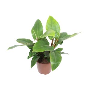 Philodendron Imperial Green – grote kamerplant met glanzend groen blad – ±27 cm
