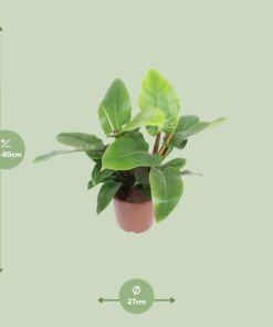 Philodendron Imperial Green - Ø27Cm - ↕80Cm - Afbeelding 2