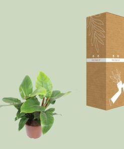 Philodendron Imperial Green - Ø27Cm - ↕80Cm - Afbeelding 3