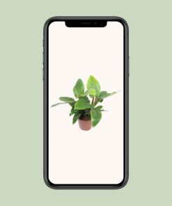 Philodendron Imperial Green - Ø27Cm - ↕80Cm - Afbeelding 4