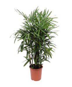 Rhapis Excelsa - Ø27Cm - ↕120Cm