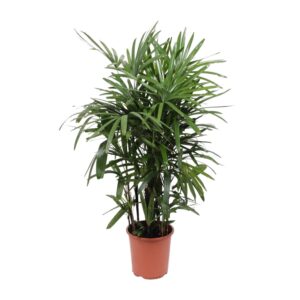 Vrouwenpalm (Rhapis excelsa) – elegante kamerpalm – ±27 cm
