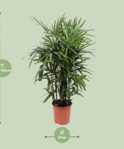 Rhapis Excelsa - Ø27Cm - ↕120Cm - Afbeelding 2