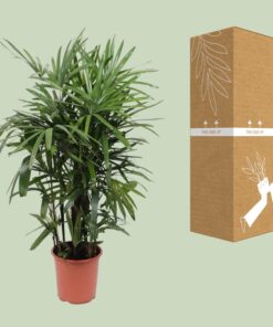 Rhapis Excelsa - Ø27Cm - ↕120Cm - Afbeelding 3