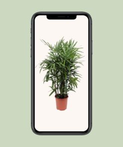 Rhapis Excelsa - Ø27Cm - ↕120Cm - Afbeelding 4