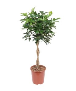 Schefflera Arboricola Compacta - Ø27Cm - ↕120Cm