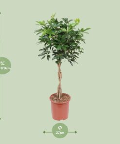 Schefflera Arboricola Compacta - Ø27Cm - ↕120Cm - Afbeelding 2