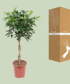 Schefflera Arboricola Compacta - Ø27Cm - ↕120Cm - Afbeelding 3
