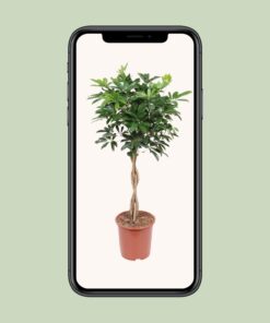 Schefflera Arboricola Compacta - Ø27Cm - ↕120Cm - Afbeelding 4