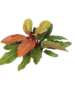 Philodendron Prince Of Orange - Ø27Cm - ↕75Cm