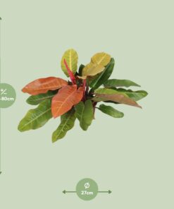 Philodendron Prince Of Orange - Ø27Cm - ↕75Cm - Afbeelding 2