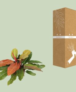 Philodendron Prince Of Orange - Ø27Cm - ↕75Cm - Afbeelding 3