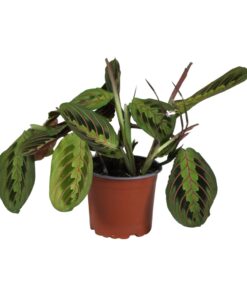 Maranta Leuconeura Fascinator - Ø12Cm - ↕30Cm