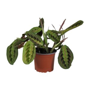 Maranta gebedsplant – bladeren die 's nachts opvouwen als biddende – ±12 cm