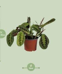 Maranta Leuconeura Fascinator - Ø12Cm - ↕30Cm - Afbeelding 2