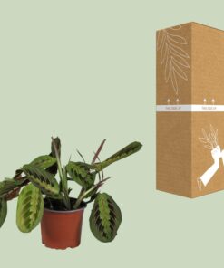 Maranta Leuconeura Fascinator - Ø12Cm - ↕30Cm - Afbeelding 3