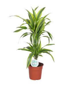Dracaena Lemon Lime - Ø17Cm - ↕65Cm