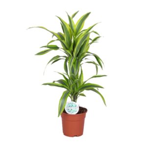 Dracaena Lemon Lime – bontgestreepte kamerplant – ±17 cm