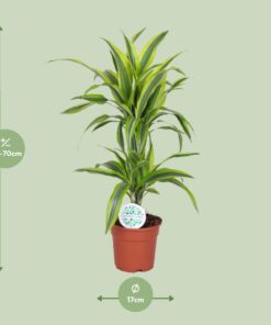 Dracaena Lemon Lime - Ø17Cm - ↕65Cm - Afbeelding 2