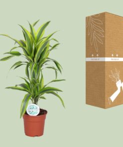 Dracaena Lemon Lime - Ø17Cm - ↕65Cm - Afbeelding 3