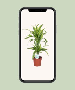 Dracaena Lemon Lime - Ø17Cm - ↕65Cm - Afbeelding 4
