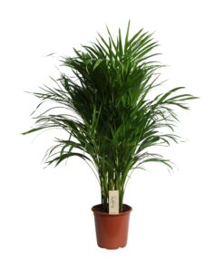 Dypsis Lutescens (Areca) - Ø21Cm - ↕100Cm