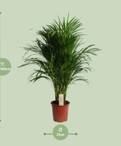 Dypsis Lutescens (Areca) - Ø21Cm - ↕100Cm - Afbeelding 2