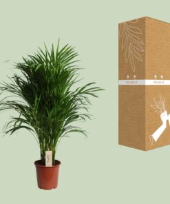 Dypsis Lutescens (Areca) - Ø21Cm - ↕100Cm - Afbeelding 3