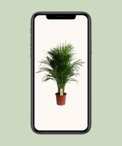 Dypsis Lutescens (Areca) - Ø21Cm - ↕100Cm - Afbeelding 4