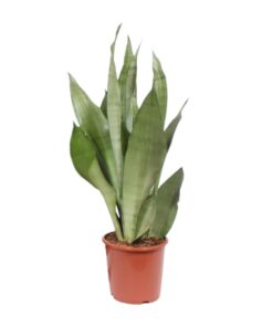 Sansevieria Moonshine - Ø17Cm - ↕60Cm