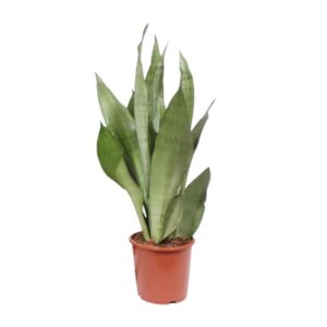 Sansevieria Moonshine – zilvergroen blad, weinig licht nodig – ±17 cm
