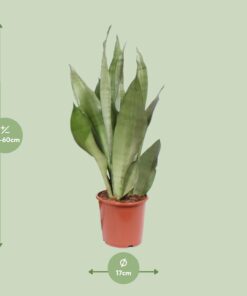 Sansevieria Moonshine - Ø17Cm - ↕60Cm - Afbeelding 2