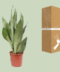Sansevieria Moonshine - Ø17Cm - ↕60Cm - Afbeelding 3