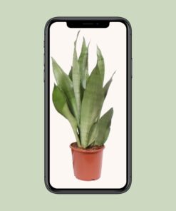 Sansevieria Moonshine - Ø17Cm - ↕60Cm - Afbeelding 4