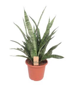 Sansevieria Diamond Green - Ø25Cm - ↕80Cm