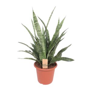 Sansevieria Diamond Green – compacte kamerplant met rechtopstaand blad – ±25 cm
