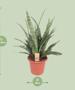 Sansevieria Diamond Green - Ø25Cm - ↕80Cm - Afbeelding 2