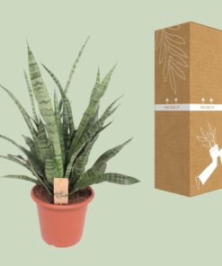 Sansevieria Diamond Green - Ø25Cm - ↕80Cm - Afbeelding 3
