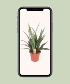 Sansevieria Diamond Green - Ø25Cm - ↕80Cm - Afbeelding 4