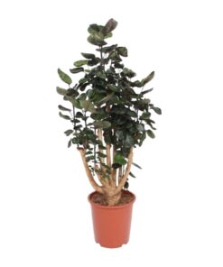 Polyscias Fabian - Ø27Cm - ↕130Cm