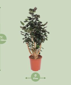 Polyscias Fabian - Ø27Cm - ↕130Cm - Afbeelding 2