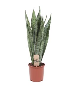 Sansevieria Zeylanica - Ø17Cm - ↕60Cm