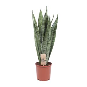 Sansevieria Zeylanica – robuuste kamerplant – ±17 cm