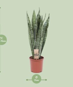 Sansevieria Zeylanica - Ø17Cm - ↕60Cm - Afbeelding 2