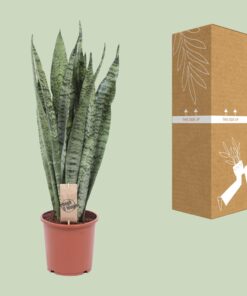 Sansevieria Zeylanica - Ø17Cm - ↕60Cm - Afbeelding 3